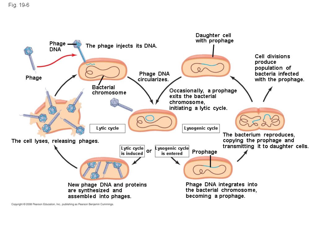 Fig. 19-6 Phage DNA Phage The phage injects its DNA. Bacterial chromosome Phage DNA